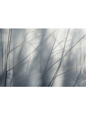 22088-07-01 Art Edition 2 Fototapete iz flisa 400/270 cm