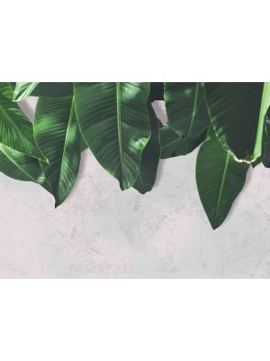 1-DD118546 Leaves Wall 2 Fototapeta flis 350×255 cm