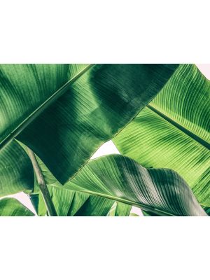 6-DD118552 Banana Leave Fototapeta flis 350×255 cm