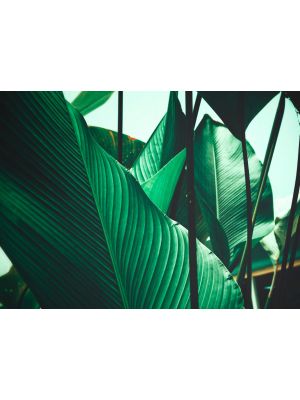 7-DD118556 Leafs Fototapeta flis 350×255 cm