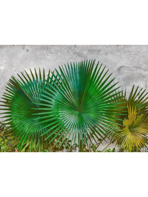 16-DD118710 Agava Fototapeta flis 350×255 cm