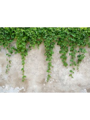 17-DD118712 Climbing Leaves Fototapeta flis 350×255 cm