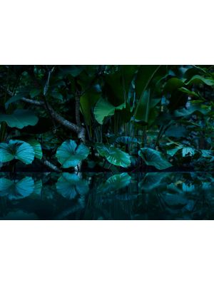 11-DD118796 Tropical Fototapeta flis 350×255 cm