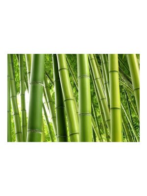 F-1147 Bamboo Trees